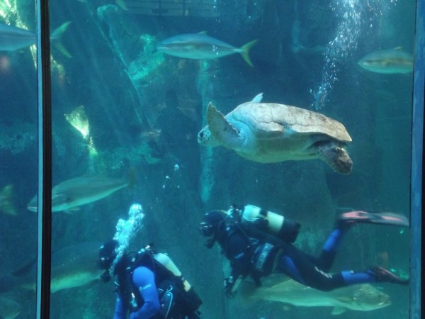 aquarium 3