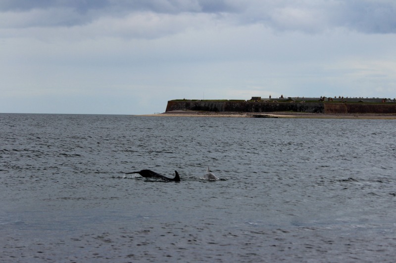 dolphins chanonry point 4