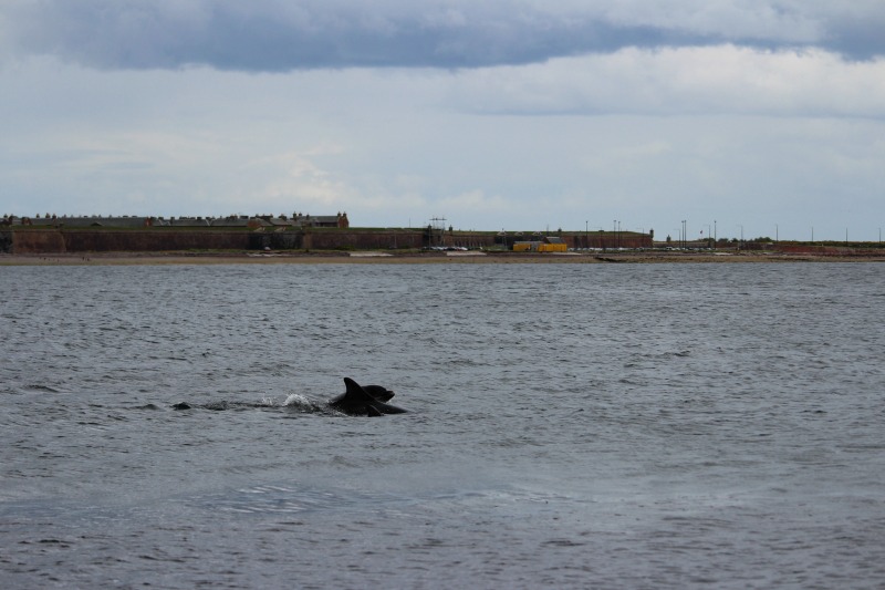 dolphins chanonry point 5