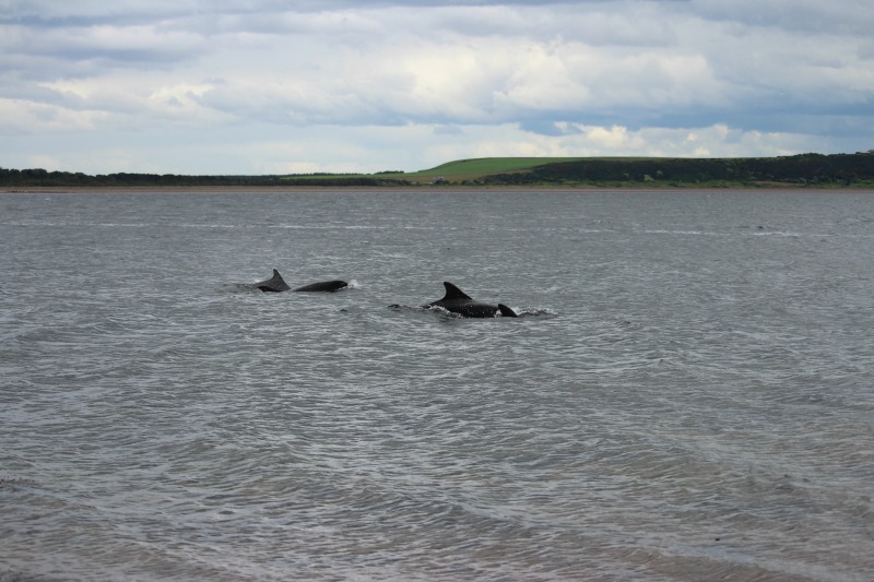 dolphins chanonry point 7