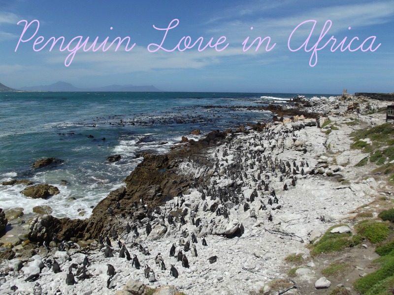 penguin love in africa